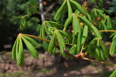 Aesculus hippocastenum - jírovec maďal - listy jaro